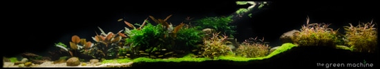 Pebbles Aquascape by James Findley for The Green Machine