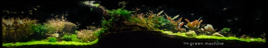 Pebbles Aquascape by James Findley for The Green Machine