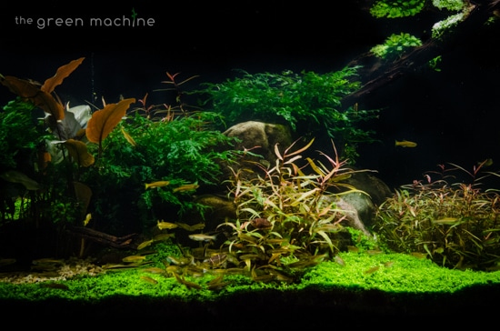 Pebbles Aquascape by James Findley for The Green Machine