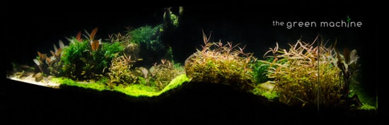 Pebbles Aquascape by James Findley for The Green Machine