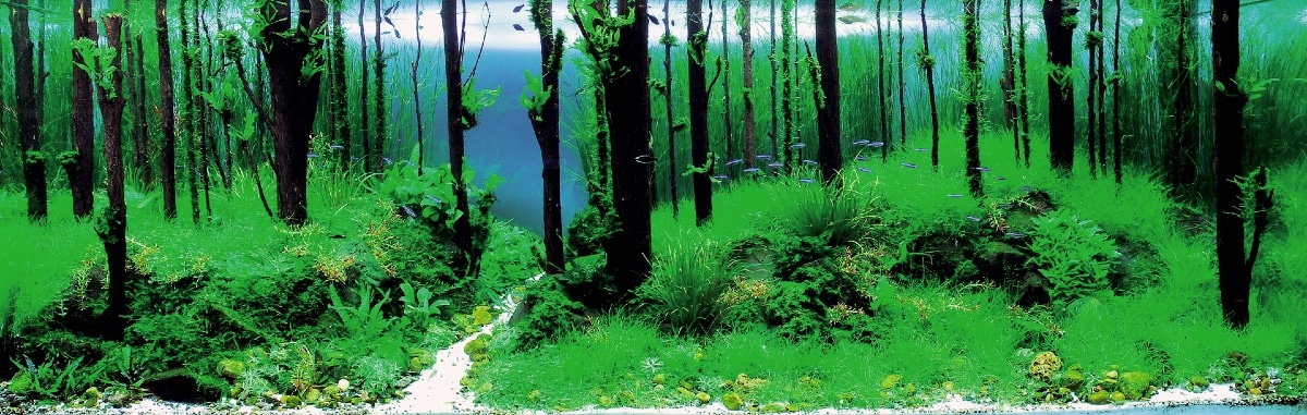 Iaplc 2011 World Ranking 2 Song Of Forest Aquascape Art The Green Machine