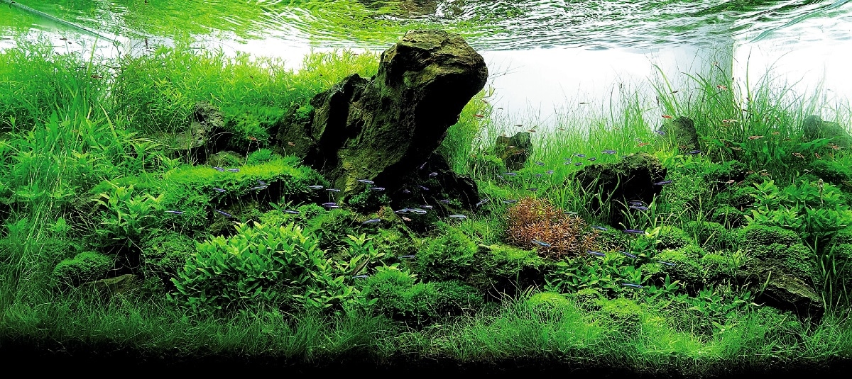 Lonely Tree Aquascape by Tibor Szecsei - YouTube