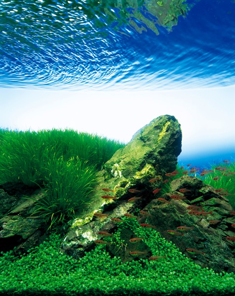 ADA Nature Aquarium Aquascape – Aquascape Art – The Green Machine