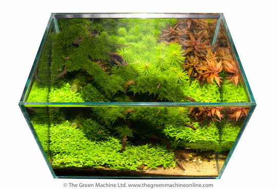 Riverbank Aquascape by James Findley
