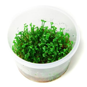 Tropica 1 2 Grow Marsilea Crenata